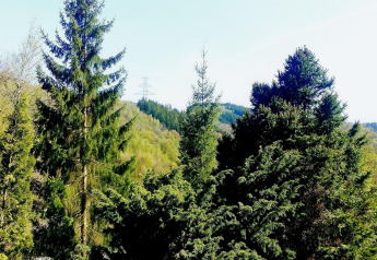 Zicht op groene dennen en heuvels vanaf chalet La Bressine in België onder een blauwe hemel.