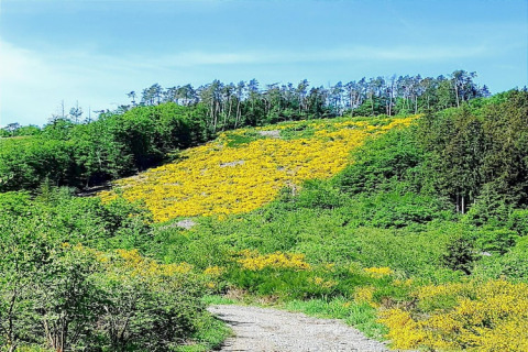 Uitzicht op een heuvel met gele bloemen en groene bomen bij chalet 'La Bressine' in België.