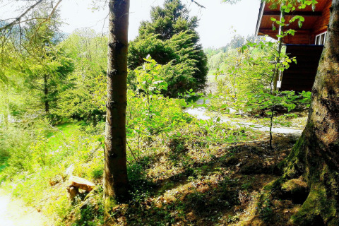Uitzicht vanaf chalet La Bressine in België, omringd door groene bomen en zonnig bosgebied.