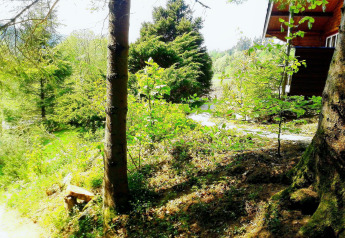 Zicht vanaf chalet La Bressine in België, omgeven door groene bomen en fel zonlicht door het bos.