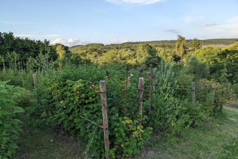 Weelderige tuin bij een glamping-accommodatie, omgeven door groen en heuvels onder een heldere lucht.