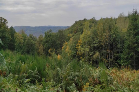 Uitzicht op een weelderig bos en heuvels genomen bij chalet La Bressine in België onder een bewolkte hemel.