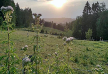 Sonnenuntergang über einer grünen Wiese mit Wildblumen im Vordergrund bei einer Glamping-Unterkunft.