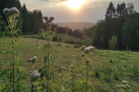 Zonsondergang boven een groene weide met wilde bloemen op de voorgrond bij een glamping-accommodatie.