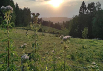 Zonsondergang boven een groene wei met bloemen op de voorgrond bij een glampingverblijf in de natuur.