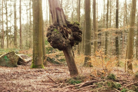 Boom met grote knoestige uitstulping, gefotografeerd bij chalet 'La Bressine' in een Belgisch bos.