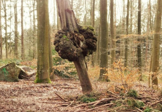 Boom met grote knoestige uitstulping, gefotografeerd bij chalet 'La Bressine' in een Belgisch bos.
