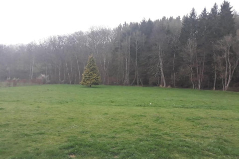Groene weide met een aparte denneboom vlakbij een bos bij een glamping accommodatie, bewolkte lucht.