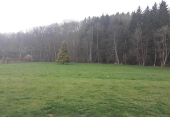 Groene grasvlakte met een enkele kerstboom nabij een bosrand bij glamping, grijze lucht erboven.