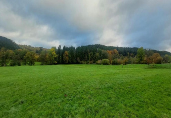 Zicht vanuit chalet La Bressine in België met groene wei, bomenrij en bewolkte lucht op de achtergrond.