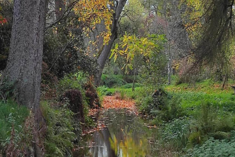 Beek, bomen en herfstbladeren bij chalet 'La Bressine' in België, omgeven door rustieke natuur.