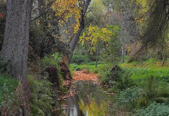Beekje, bomen en herfstbladeren aan chalet 'La Bressine' in België, omringd door rustige natuur.