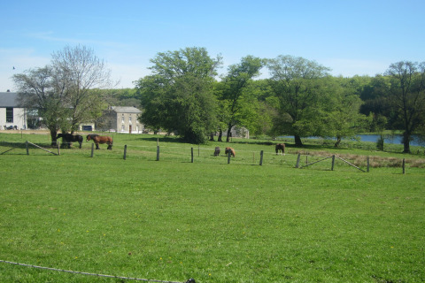 Groen landschap bij Le Chession-lodge in België met grazende paarden in een weiland naast een vijver