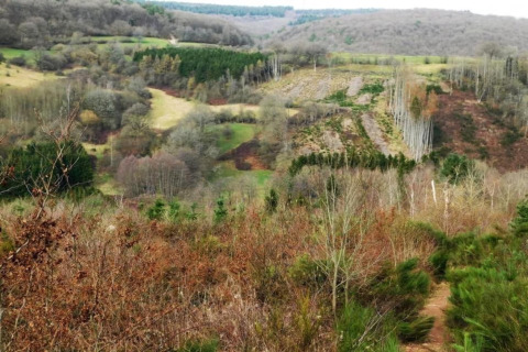 Uitzicht op glooiende heuvels en bos bij de Le Chession-lodge in België, met diverse begroeiing.