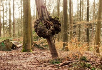Ein Baum mit einer großen, ungewöhnlichen Wucherung am Stamm im Wald bei Le Chession, Belgien.