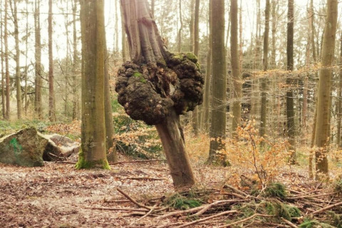 Een boom met een grote, ongewone woekering aan de stam, gefotografeerd bij Le Chession, België.