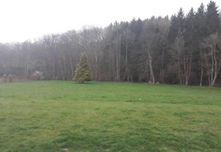 Groen grasveld met één enkele spar voor een bos bij lodge Le Chession in België.