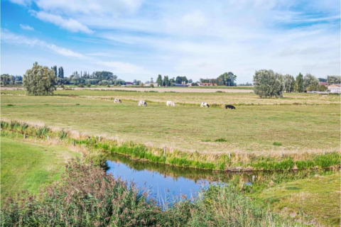 Blick von Hausboot St Antoine in Belgien auf grüne Wiese mit grasenden Kühen und Bach im Vordergrund.