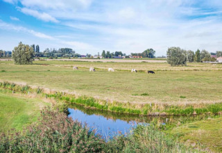 Blick von Hausboot St Antoine in Belgien auf grüne Wiese mit grasenden Kühen und Bach im Vordergrund.