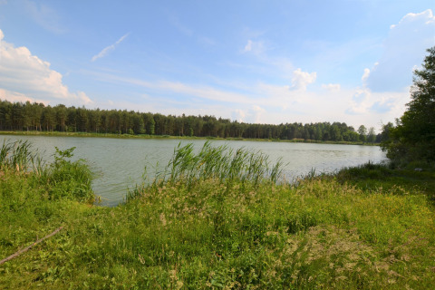 Vista di un lago con canne verdi e bosco accanto allo chalet Marcela in Repubblica Ceca in una giornata soleggiata.