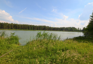 Vista di un lago con canne verdi e bosco accanto allo chalet Marcela in Repubblica Ceca in una giornata soleggiata.