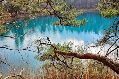 View from Houseboat am Bärwalder See across blue lake, framed by pine branches and shore reeds.