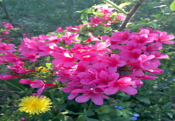 Leuchtend rosa Blüten und ein gelber Löwenzahn aufgenommen bei Houseboat in Zehdenick, umgeben von Grün.