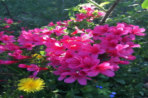 Vivaci fiori rosa e un tarassaco giallo fotografati presso Houseboat a Zehdenick, tra foglie verdi.