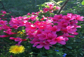 Bright pink flowers and a yellow dandelion photographed at Houseboat in Zehdenick, surrounded by green leaves.