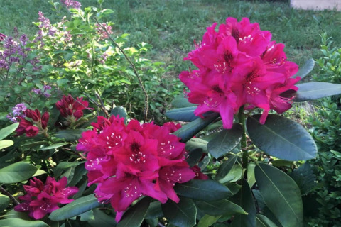 Photo of bright pink flowers and green foliage taken at Houseboat in Zehdenick during summer.
