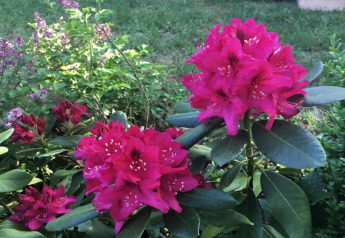 Foto de flores rosadas brillantes y hojas verdes, tomada en Houseboat en Zehdenick durante el verano.