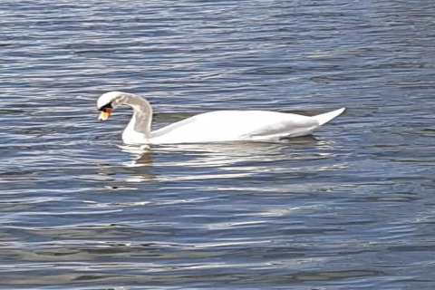 Un cigno nuota serenamente nell'acqua vicino a Houseboat a Zehdenick, illuminato dal sole.