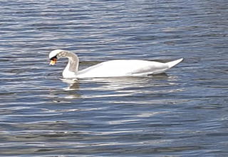 Un cigno nuota serenamente nell'acqua vicino a Houseboat a Zehdenick, illuminato dal sole.