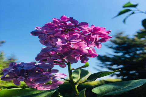 Primo piano di fiori di lilla viola contro il cielo blu su una houseboat a Zehdenick, Germania.