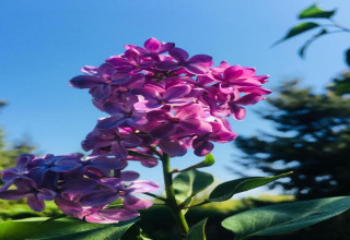 Primo piano di fiori di lilla viola contro il cielo blu su una houseboat a Zehdenick, Germania.