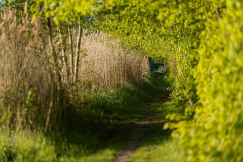 A shaded trail lined with lush green trees at Houseboat in Zehdenick, bathed in warm spring sunlight.