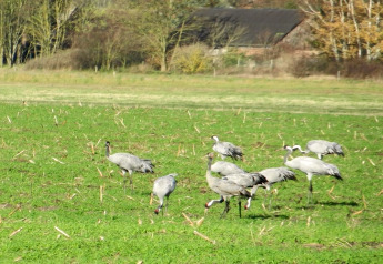 Een groep kraanvogels op een groene weide bij een woonboot in Duitsland, omgeven door herfstbomen.