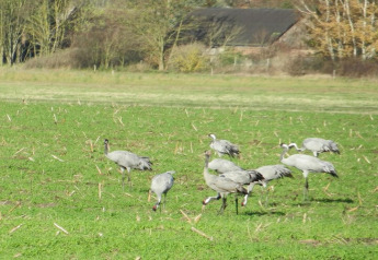 Een groep kraanvogels wandelt op een groene weide nabij een woonboot in Duitsland, herfstbomen op de achtergrond.