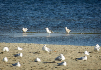Meeuwen rusten op het strand aan het water, dichtbij de woonboot «Xenia» in Duitsland.