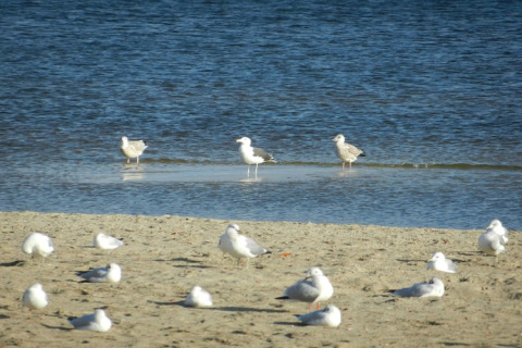 Seagulls rest on the sandy shore by the water near houseboat «Xenia» in Germany on a sunny day.
