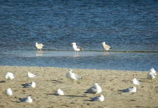 Seagulls rest on the sandy shore by the water near houseboat «Xenia» in Germany on a sunny day.