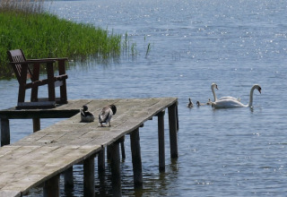 Houten steiger met bankje aan het meer, rustende eenden, zwanen met jongen zwemmen in het glinsterende water.