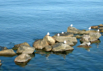 Möwen ruhen auf Felsen am Wasser bei Houseboat in Peenemünde, umgeben vom ruhigen blauen Meer.