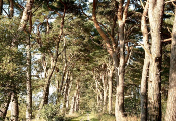 Waldweg bei Houseboat in Peenemünde, Sonnenlicht fällt durch hohe Kiefern, ruhige Naturlandschaft.