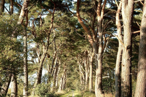 Path through a pine forest at Houseboat in Peenemünde with sunlight streaming through tall trees.
