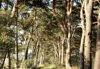 Sentier traversant une forêt de pins près de Houseboat à Peenemünde, soleil filtrant entre les arbres.