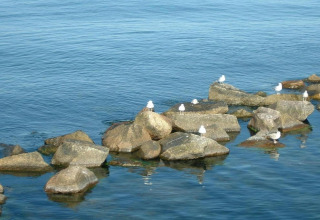 Seagulls resting on rocks in the water near the Houseboat in Peenemünde, with calm blue water around.