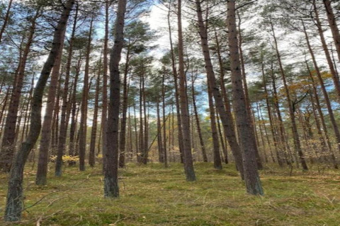 Grands pins dans une forêt paisible, la lumière du soleil traverse les arbres près du houseboat Peenemünde.