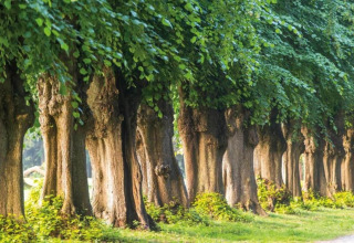 Fila de árboles antiguos con abundante follaje verde junto a un sendero en Houseboat «in Ribnitz-Damgarten», Alemania.