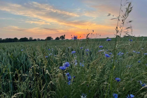 Tramonto su un campo con fiori blu ed erba verde visto dalla Houseboat 'in Ribnitz-Damgarten', Germania.
